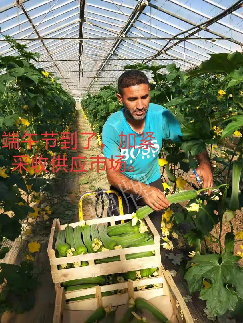 鎮(zhèn)江的何青萍，在法國(guó)種植“優(yōu)比1號(hào)”每公斤24元