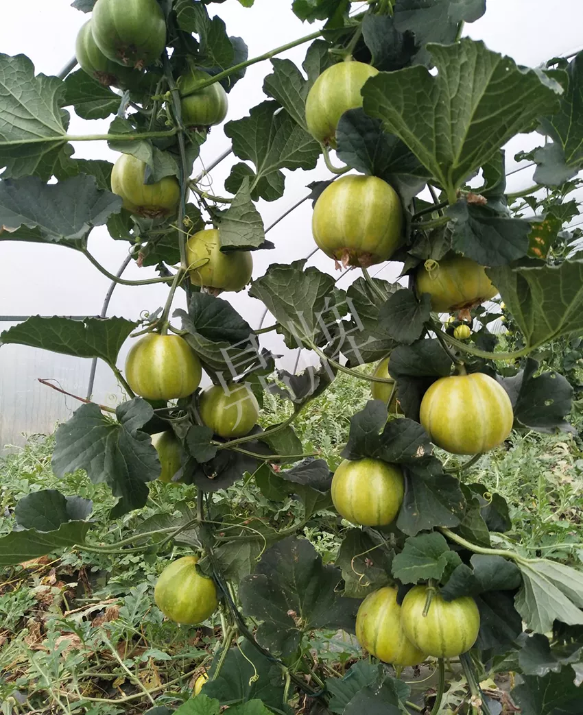 一株坐果15個(gè)，6元1斤，好賣得很