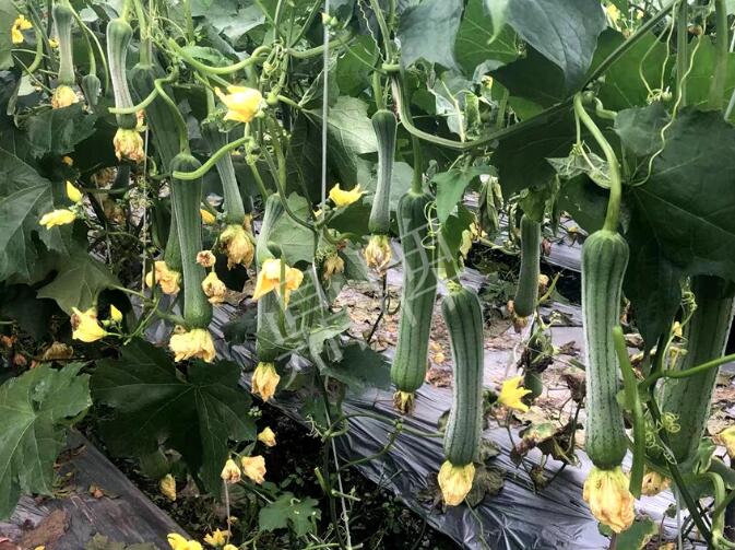 蔬菜種子種植戶(hù)客戶(hù)點(diǎn)評(píng)-這個(gè)絲瓜品種，找不到競(jìng)爭(zhēng)對(duì)手……