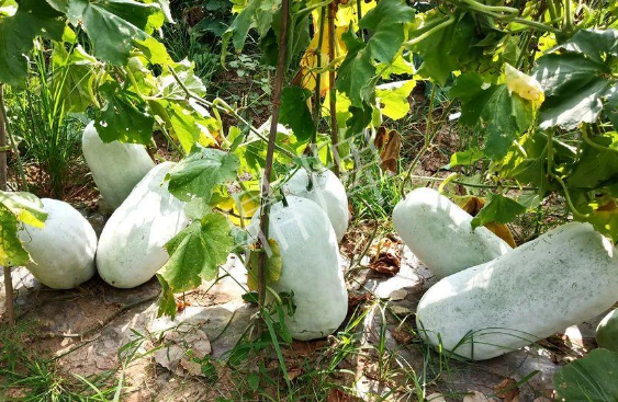 蔬菜種子種植戶客戶點(diǎn)評-驚訝！炎炎烈日下，小孩大聲喊：“大雪球！大雪球……”怎樣一回事？