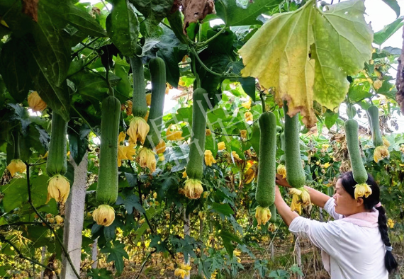 蔬菜種子種植戶客戶點(diǎn)評-8月，持續(xù)高溫下，這種絲瓜少見，少見！