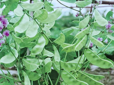 蔬菜種子種植戶客戶點評-鼎牌幫我度難關(guān)，決心助我大豐收！