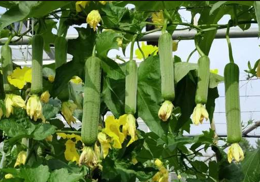 蔬菜種子種植戶客戶點評-每畝收入2萬元！這個絲瓜品種大受歡迎！