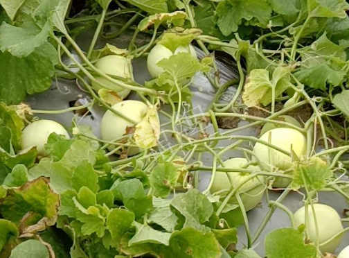 蔬菜種子種植戶客戶點評-種植甜瓜20年，這個品種讓我更省心！