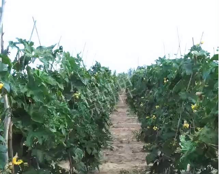 蔬菜種子種植戶客戶點評-種植這個品種，獲得高收入，老婆的功勞最大