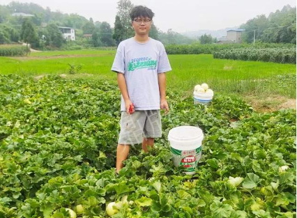 蔬菜種子種植戶客戶點評-甜瓜新品上市，每個賣9元，很暢銷！
