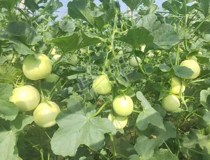 蔬菜種子種植戶客戶點評-種植這個新品種，我感到非常滿意！