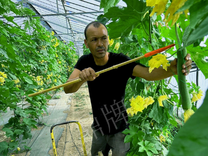 蔬菜種子種植戶客戶點評-這種絲瓜在法國，批發(fā)都是30元/kg