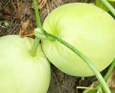 蔬菜種子種植戶客戶點評-我終于找到滿意的甜瓜品種了！