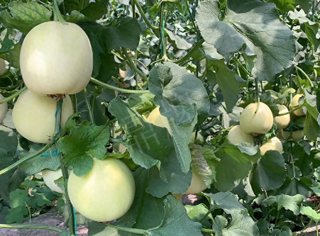 蔬菜種子種植戶客戶點(diǎn)評(píng)-“玉奶香2號(hào)”甜瓜，真的有那么好嗎？