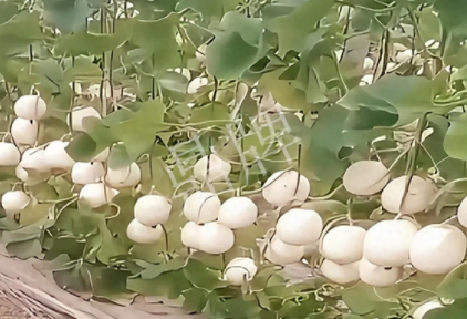 蔬菜種子種植戶客戶點(diǎn)評(píng)-現(xiàn)在的瓜菜價(jià)格不好，但我種植的優(yōu)質(zhì)甜瓜還是有好的收入！