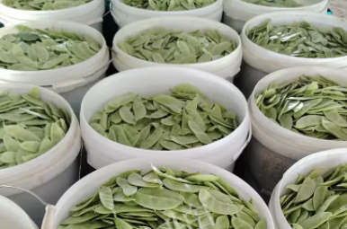 蔬菜種子種植戶客戶點(diǎn)評(píng)-時(shí)隔20年，我再種這個(gè)品種，大家來(lái)看看，怎么樣？