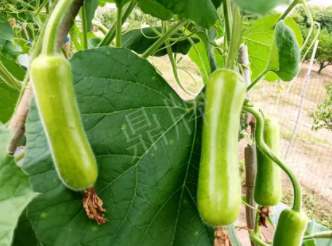 蔬菜種子種植戶客戶點評-科研人員發(fā)誓研究的一個抗高溫品種，您可能需要！