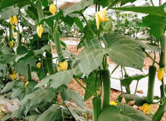 蔬菜種子種植戶客戶點評-一株結(jié)瓜30多個，價錢好，賺了！