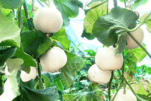 蔬菜種子種植戶客戶點評-丁老板說：種植這個品種，獲得了滿意的收入，確實“爽歪歪”