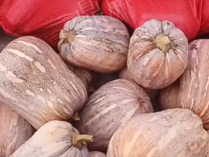 蔬菜種子種植戶客戶點評-今年，這個南瓜品種刷新了我的認(rèn)知！您遇到過這種情況嗎？