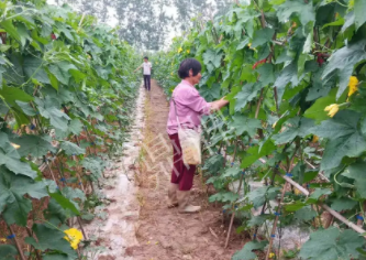 蔬菜種子種植戶客戶點評-85歲老奶奶，還是種植基地的領(lǐng)頭人，做的怎么樣？一起去看看…